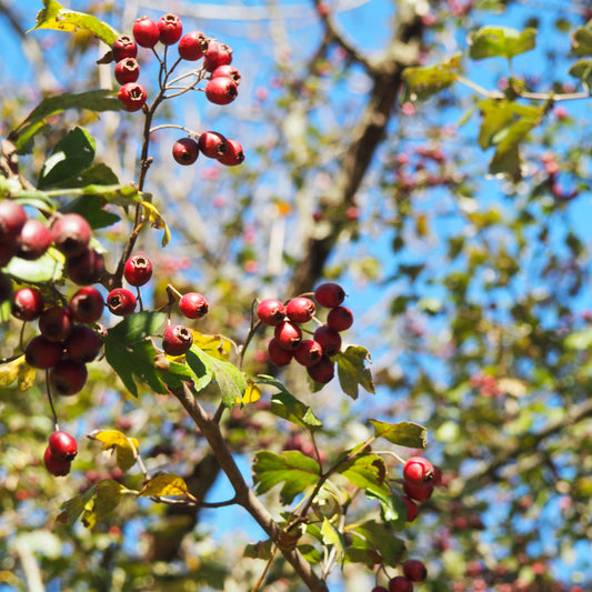 Red hawthorn berries on a tree branch with a blurred blue sky background