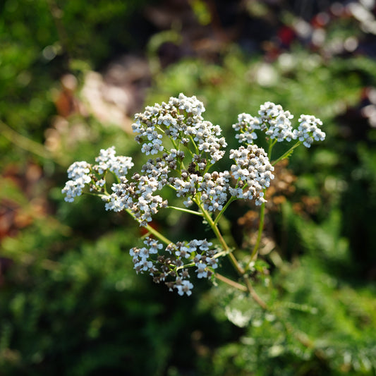 Athair Thalún - Cramp & Muscle Balm