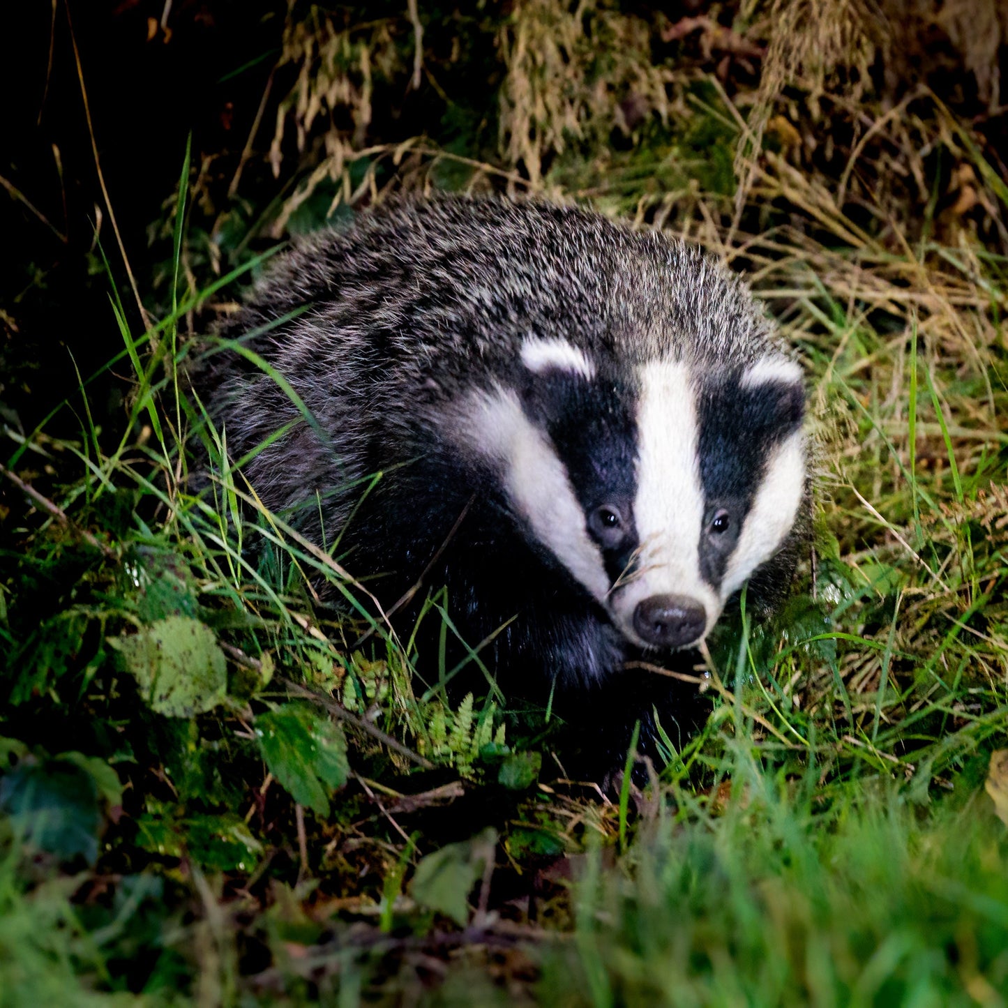 Badger in a natural setting with grass and foliage