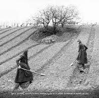Two people working in a field in Ireland with tools, likely in the 19th century. A respected Hawthorn tree standing in the background.